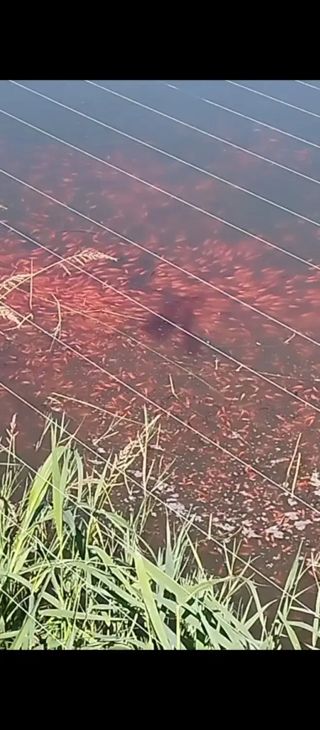 فروش ماهی قرمز تلسکوپی کوی گلفیش|ماهی|سنگر, |دیوار