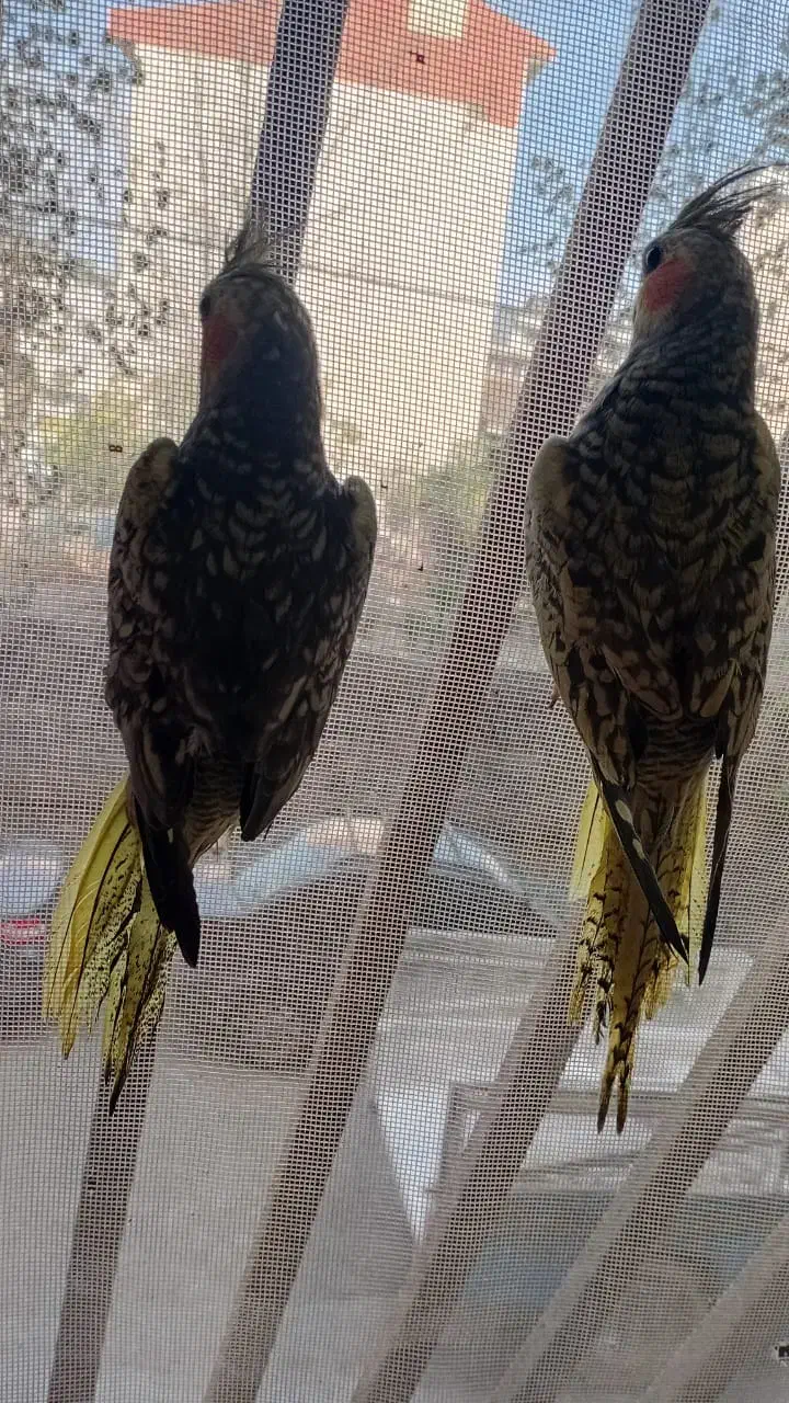 عروس هلندی|پرنده|رشت, استقامت ۲|دیوار