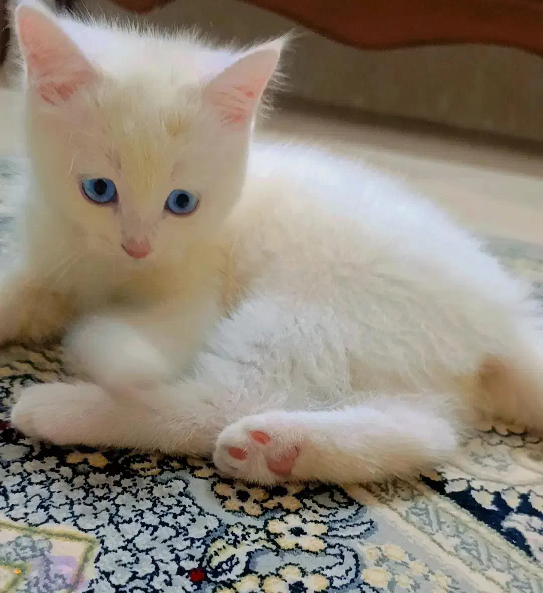 گربه نژاد دار|گربه|مشهد, یوسفیه (شهرک غرب)|دیوار