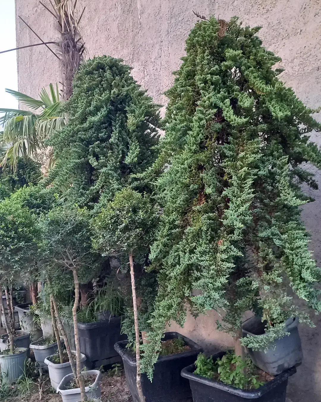 ( کاج ستاره ای ) لوکس نهال درخت|گل و گیاه طبیعی|تهران, ترمینال غرب|دیوار