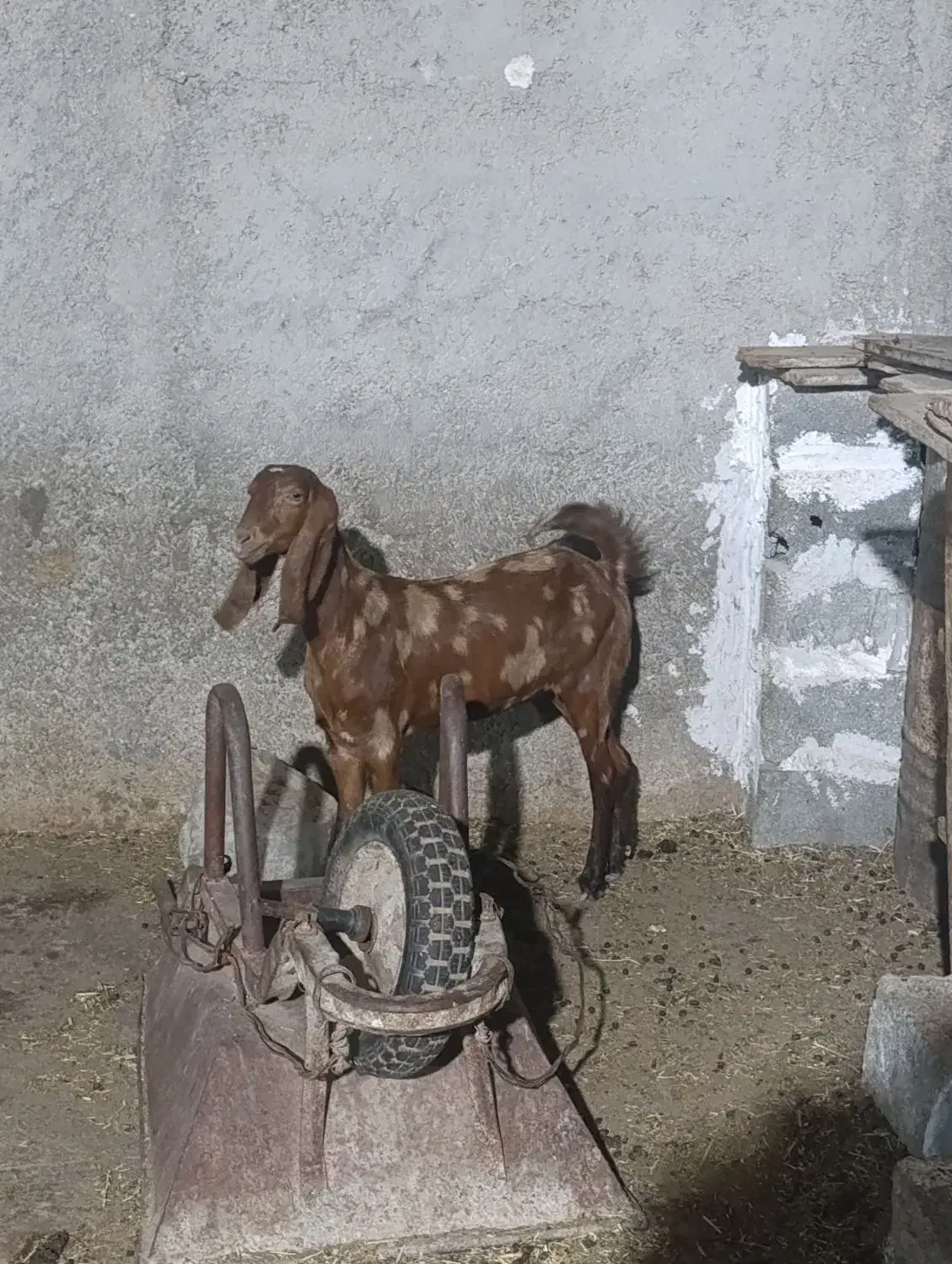 پازن و تیشتر|حیوانات مزرعه|چغادک, |دیوار