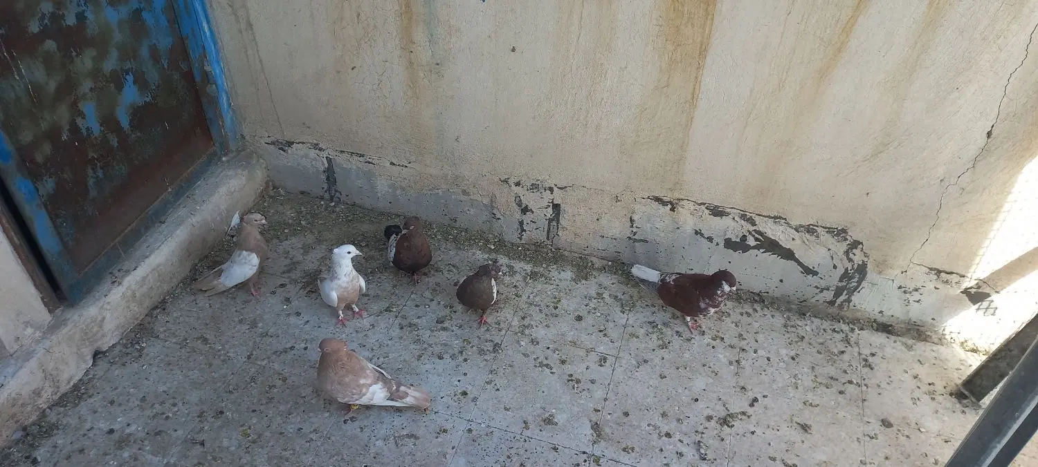 کبوتر|پرنده|شیراز, مسلم|دیوار