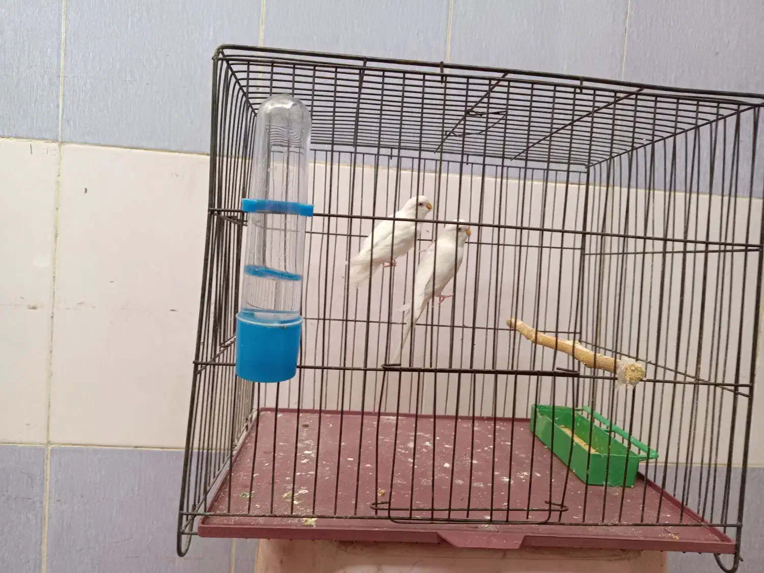 یک جفت مرغ عشق|پرنده|گتوند, |دیوار