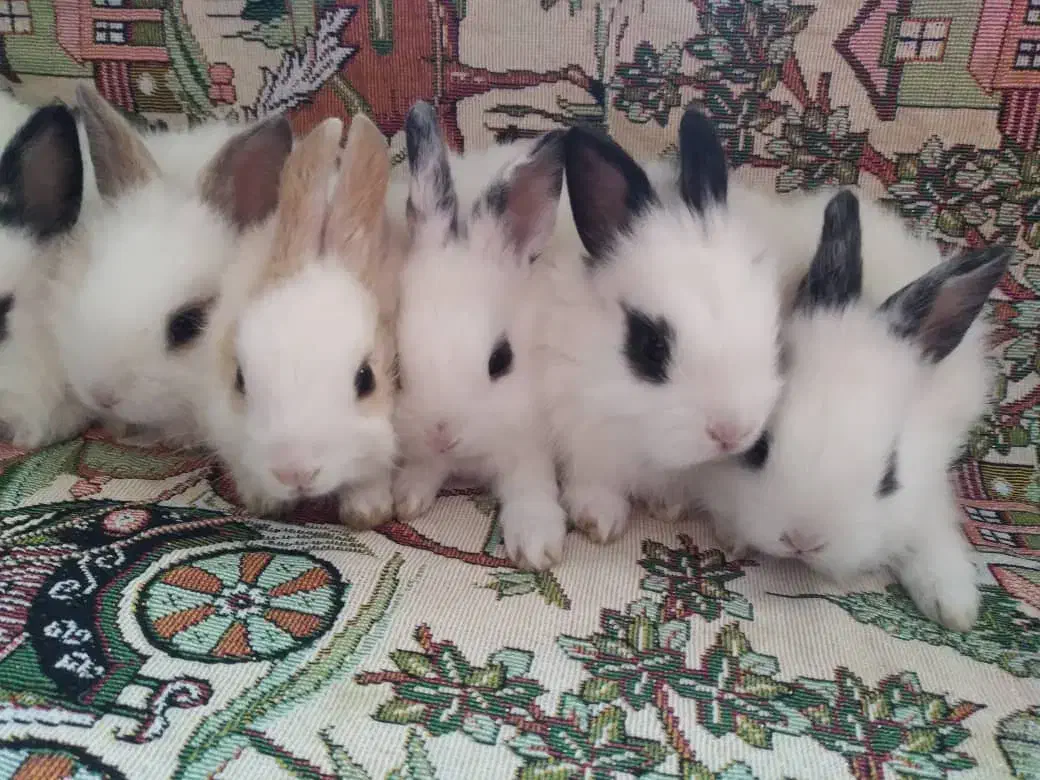 خرگوش کوچولو|موش و خرگوش|وحیدیه, |دیوار