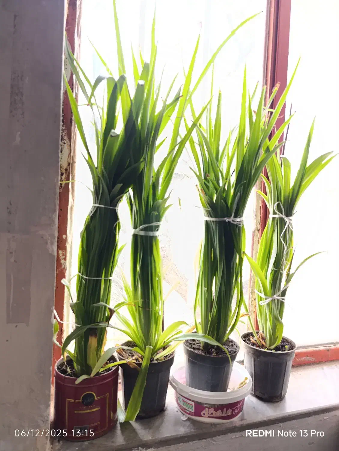 گل گندمی زیبا|گل و گیاه طبیعی|طرقبه, |دیوار