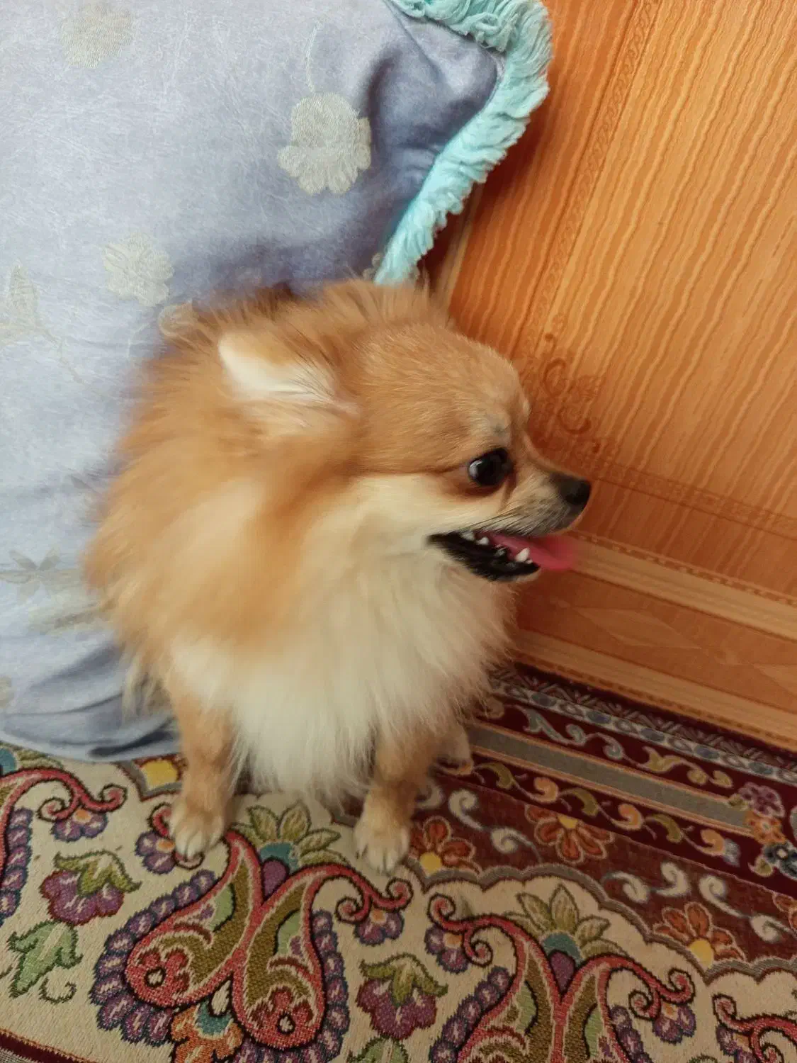 سگ پامر|سگ|قشم, |دیوار