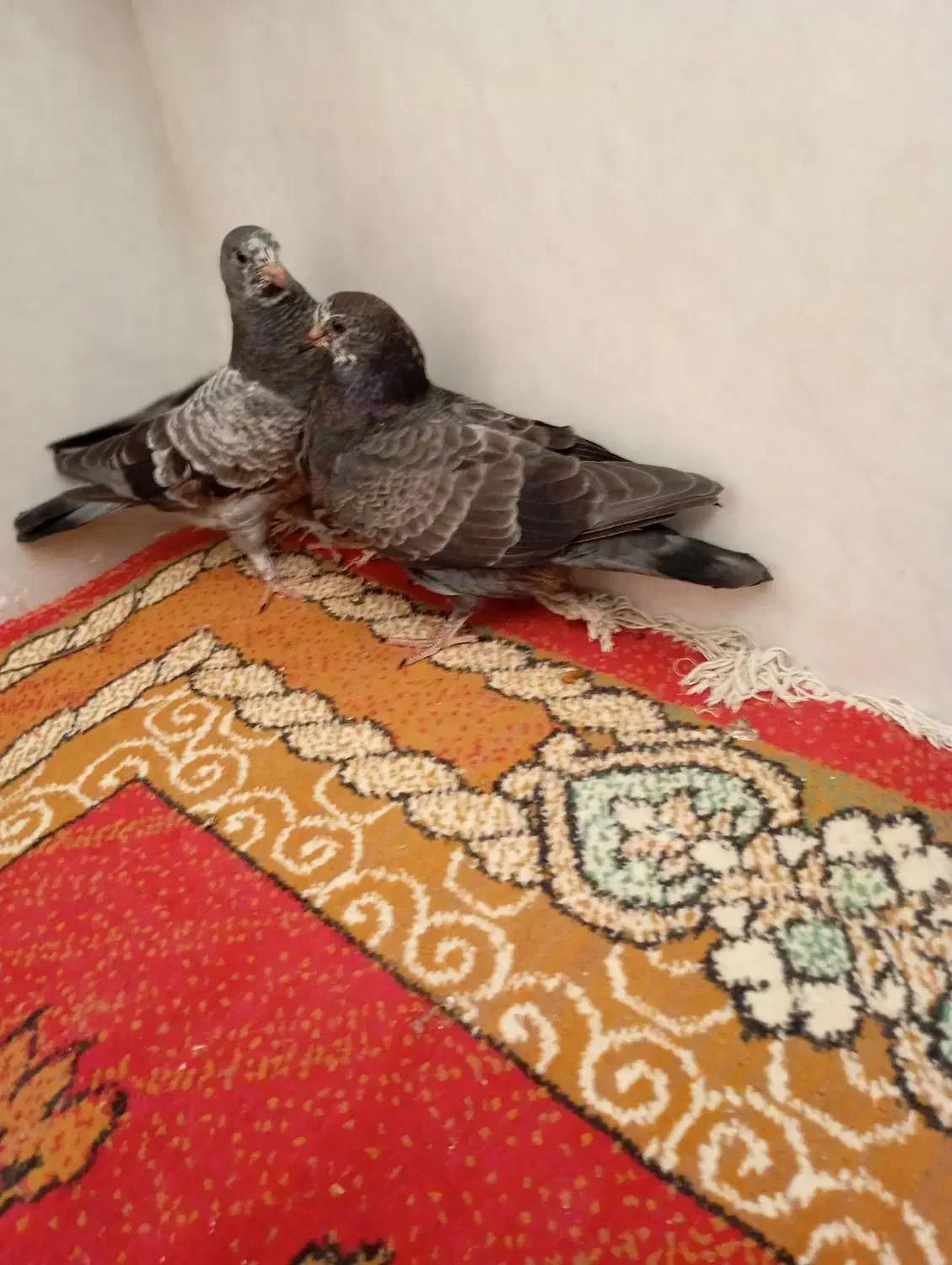 پرشی|پرنده|قم, ناصردیوان|دیوار