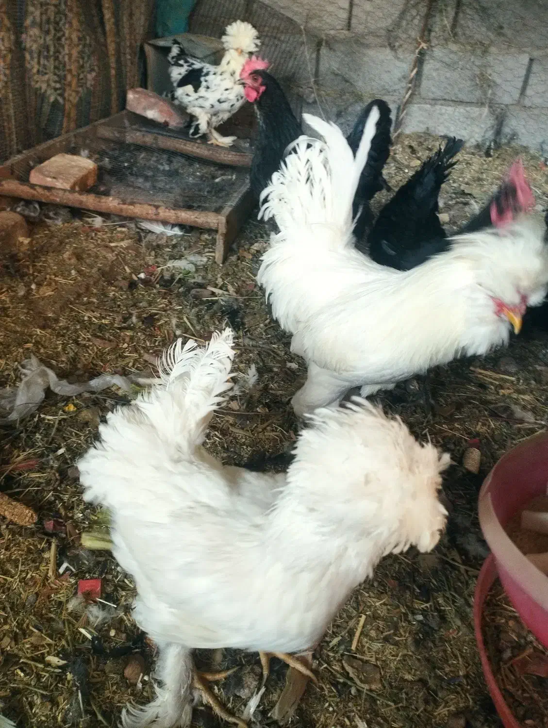 مرغ تزئینی و کرمانشاهی|حیوانات مزرعه|زرند, |دیوار