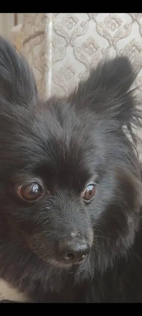 سگ گمشده|حیوانات|سهند, |دیوار