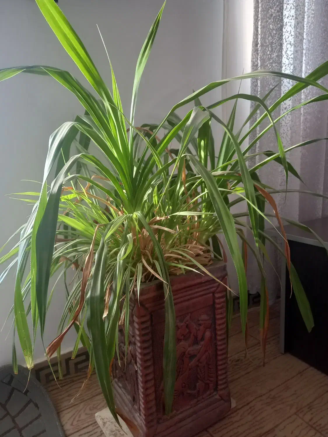 گل گندمی|گل و گیاه طبیعی|هشتگرد, فاز ۲ مهستان|دیوار