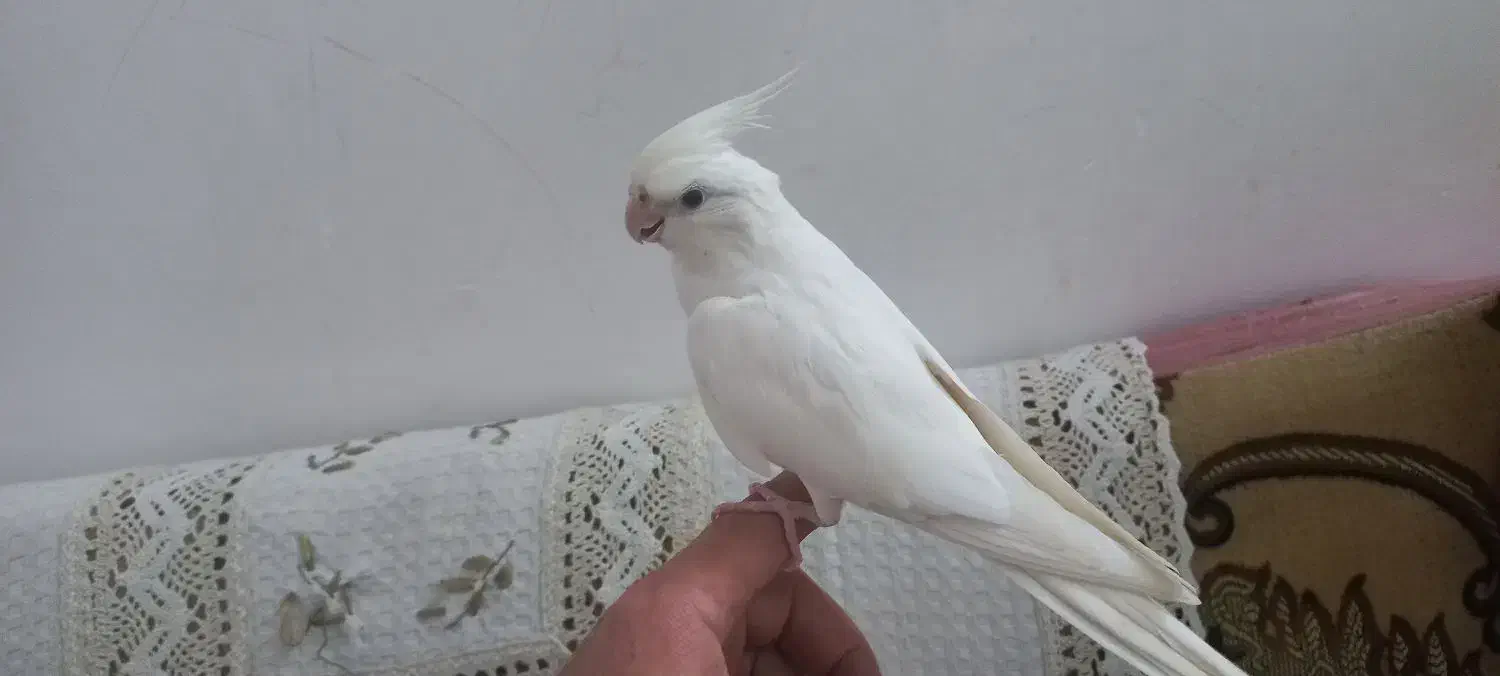 طوطی|پرنده|قم, انسجام|دیوار