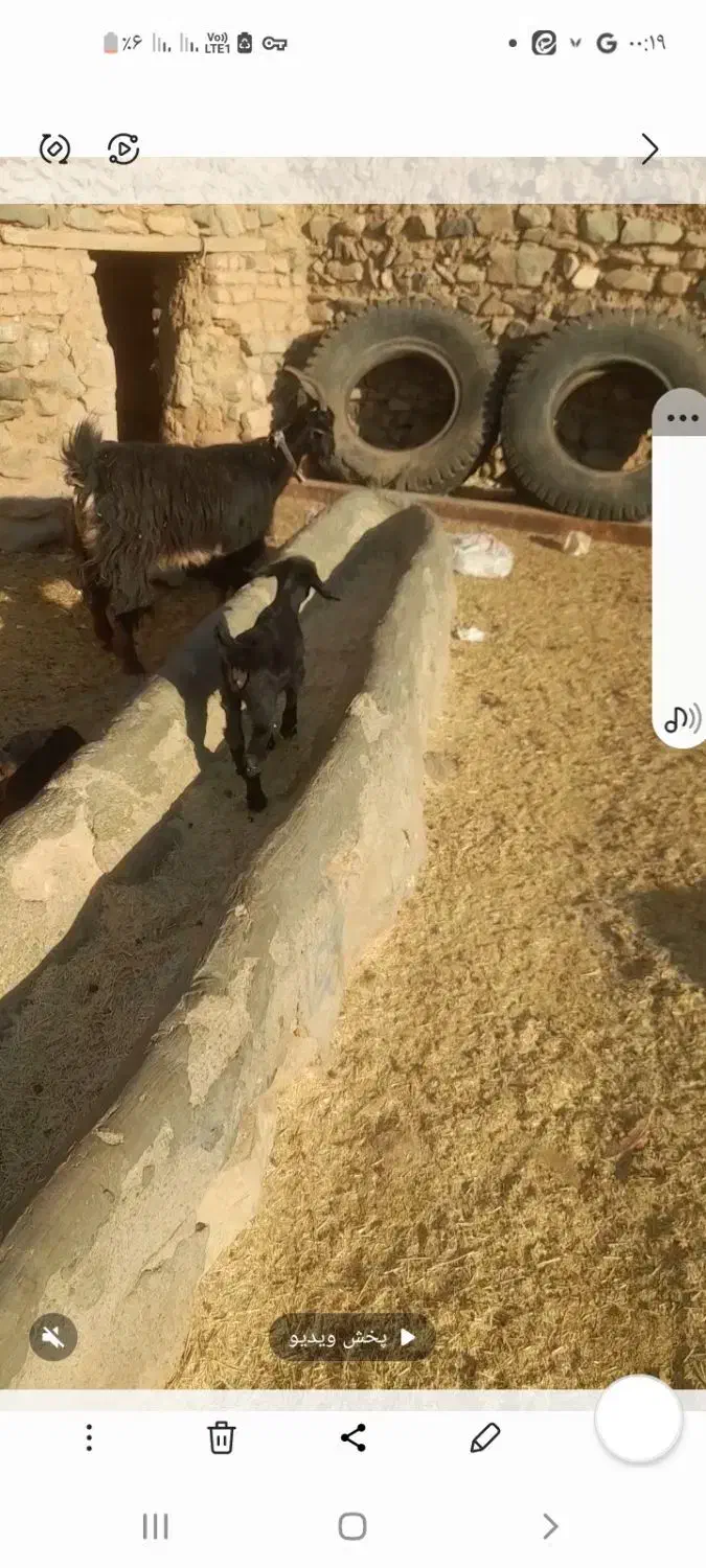 بز بزغاله دا ر|حیوانات مزرعه|سلفچگان, |دیوار