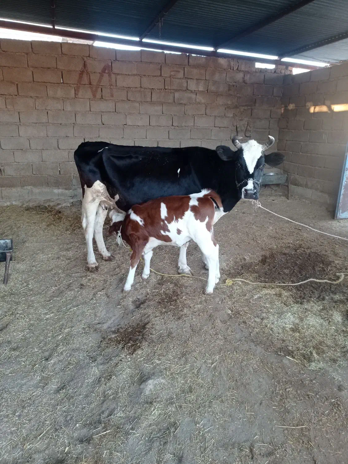 گاو و گوساله داشتی|حیوانات مزرعه|پلدختر, |دیوار