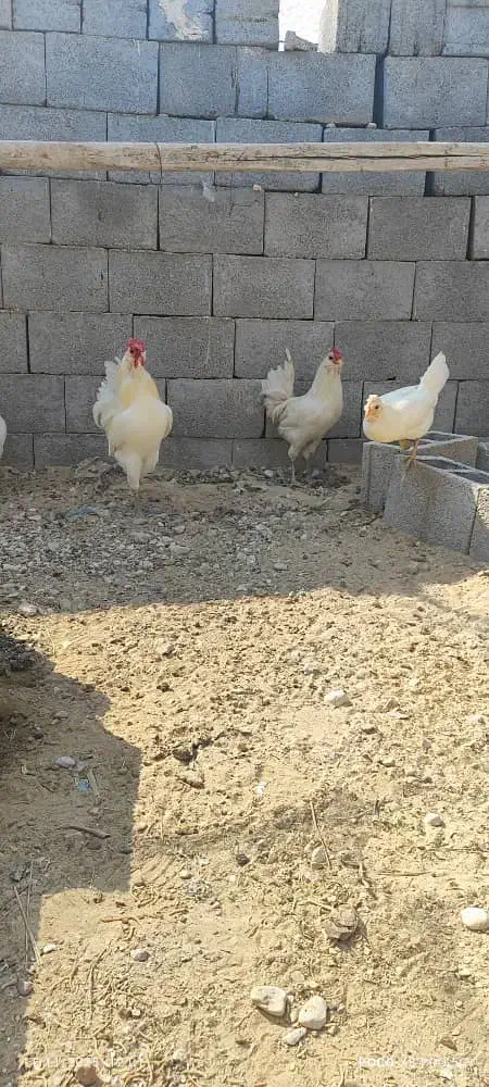 خروس|حیوانات مزرعه|کاکی, |دیوار