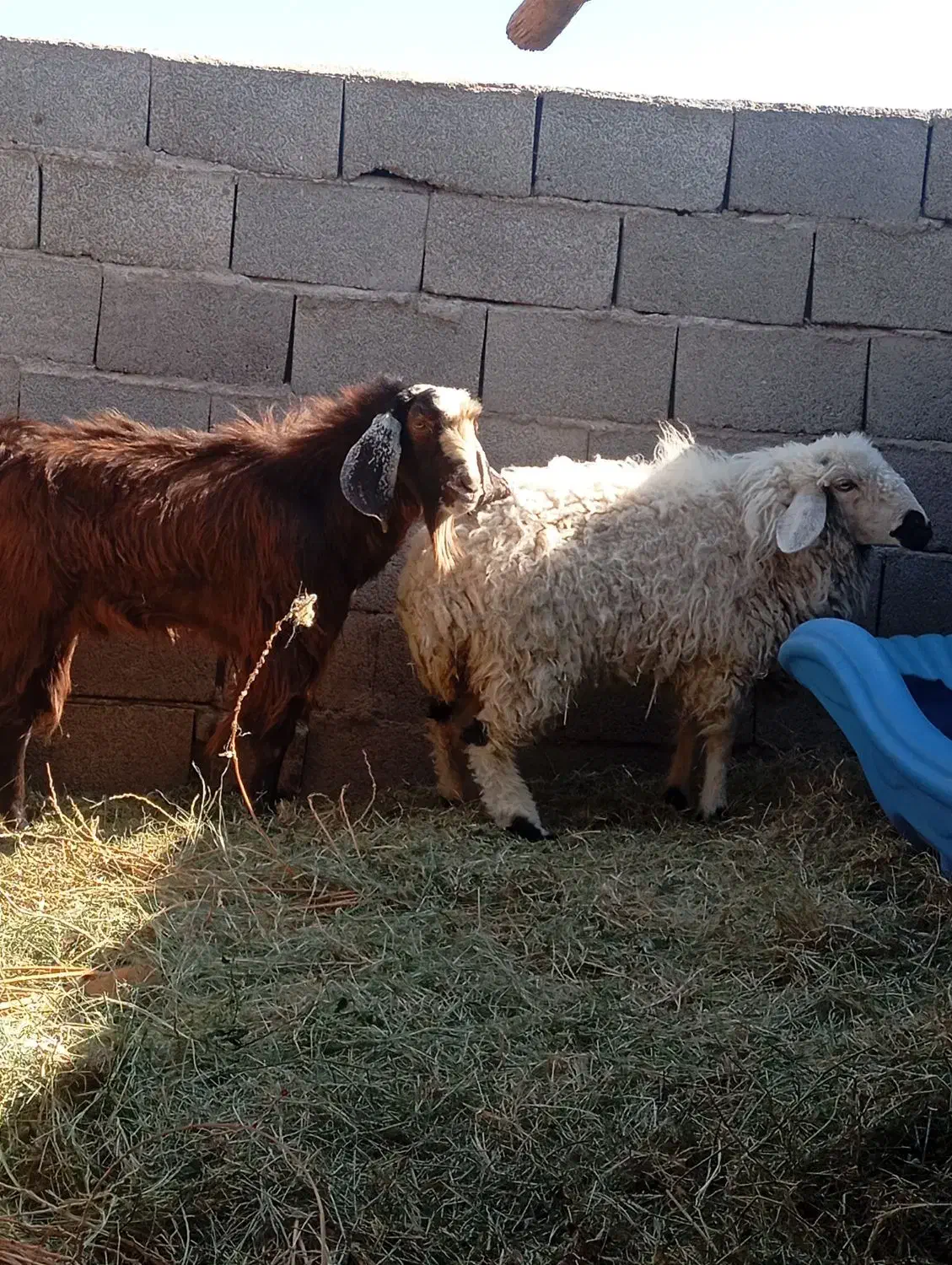 گوسفند با جلب|حیوانات مزرعه|بم, |دیوار