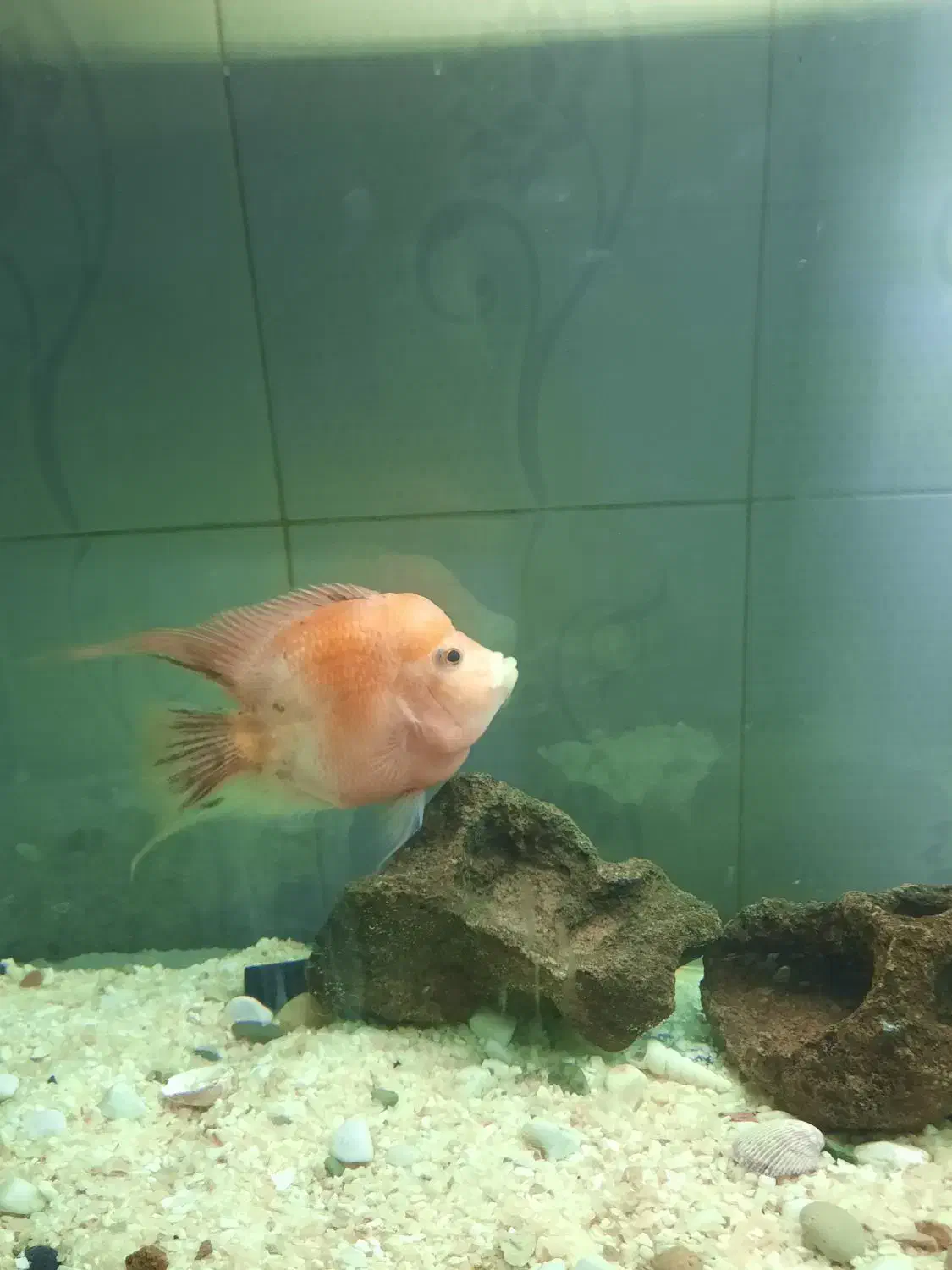 ماهی فلاور|ماهی|بجنورد, |دیوار