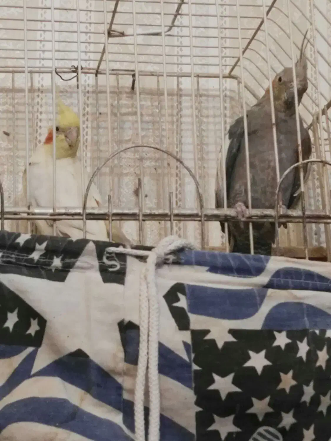 عروس هلندی|پرنده|گلبهار, شهر جدید گلبهار|دیوار