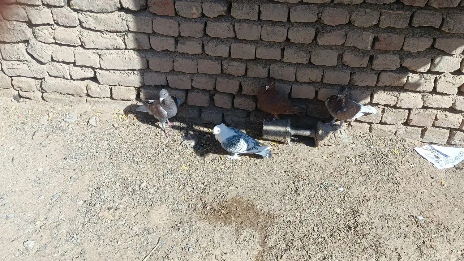 کفتر راعبی و ساتن وقوره گی|پرنده|قائن, |دیوار