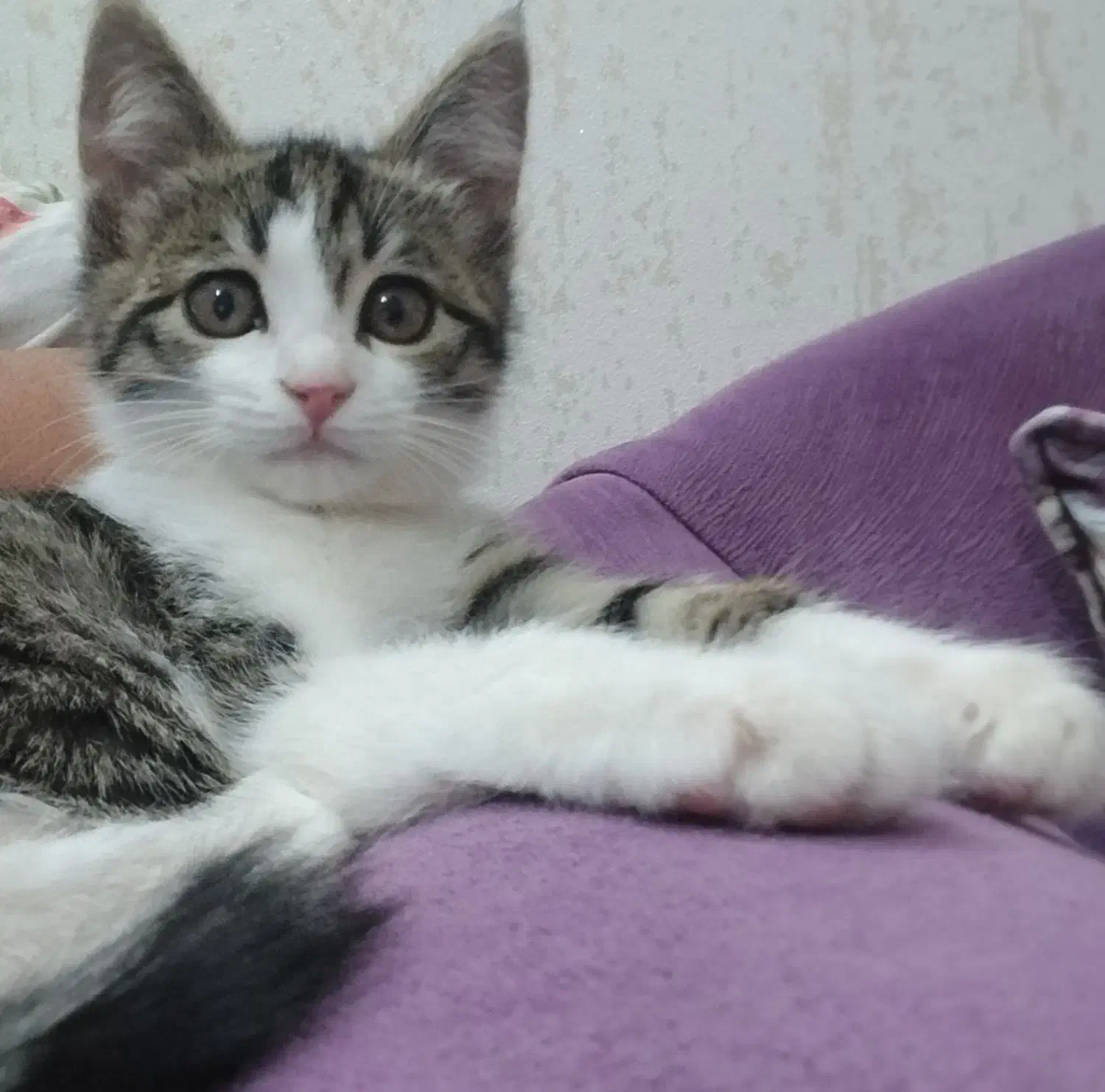 بچه گربه دوماهه بازیگوش و شیطون|گربه|گلبهار, نوبهار|دیوار