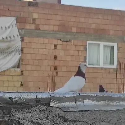 کبوتر سرخ نر بالغ|پرنده|گنبد کاووس, |دیوار