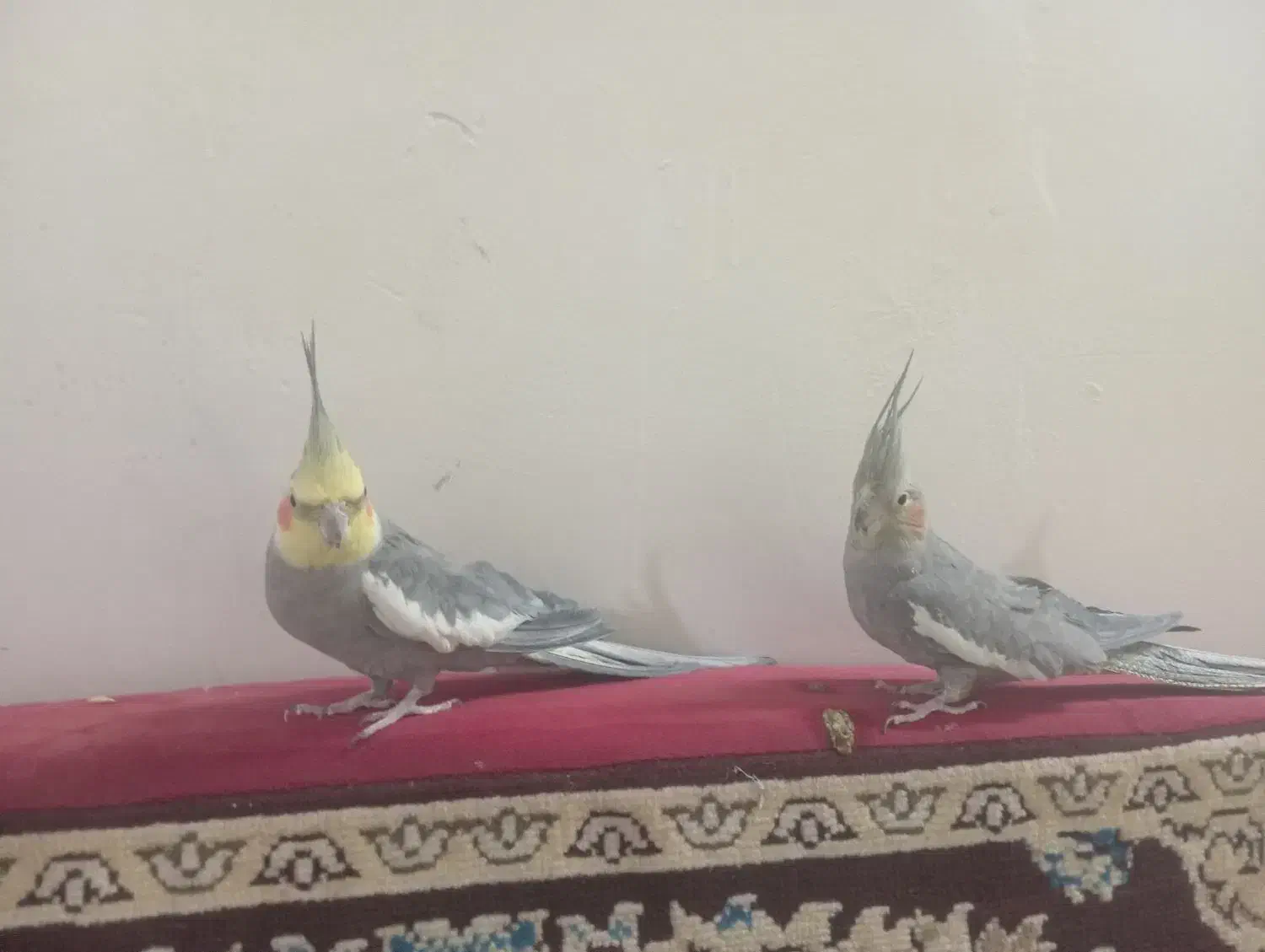 عروس هلندی مولدبشرط جوجه|پرنده|کبودرآهنگ, |دیوار