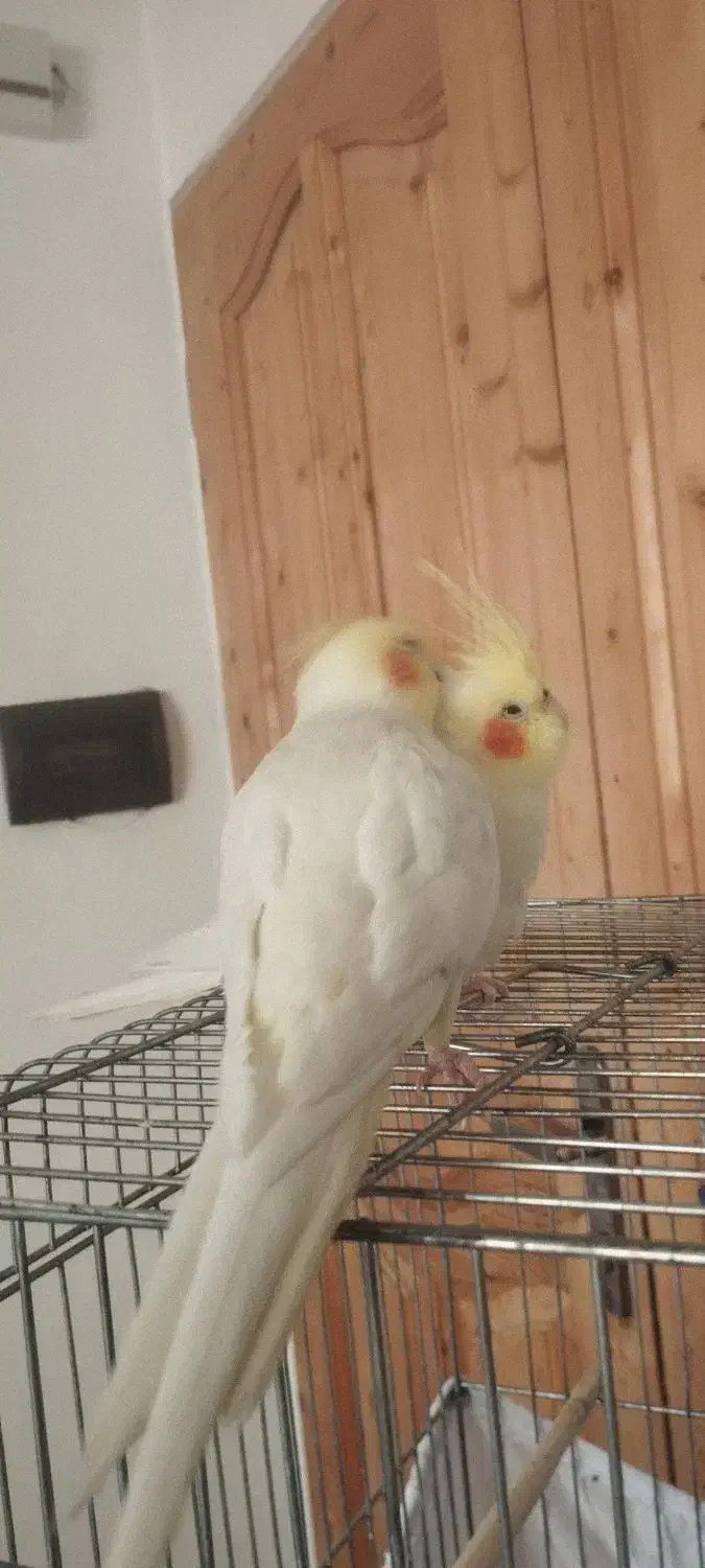 فروش یک جفت عروس هلندی لوتونیو|پرنده|سمنان, |دیوار