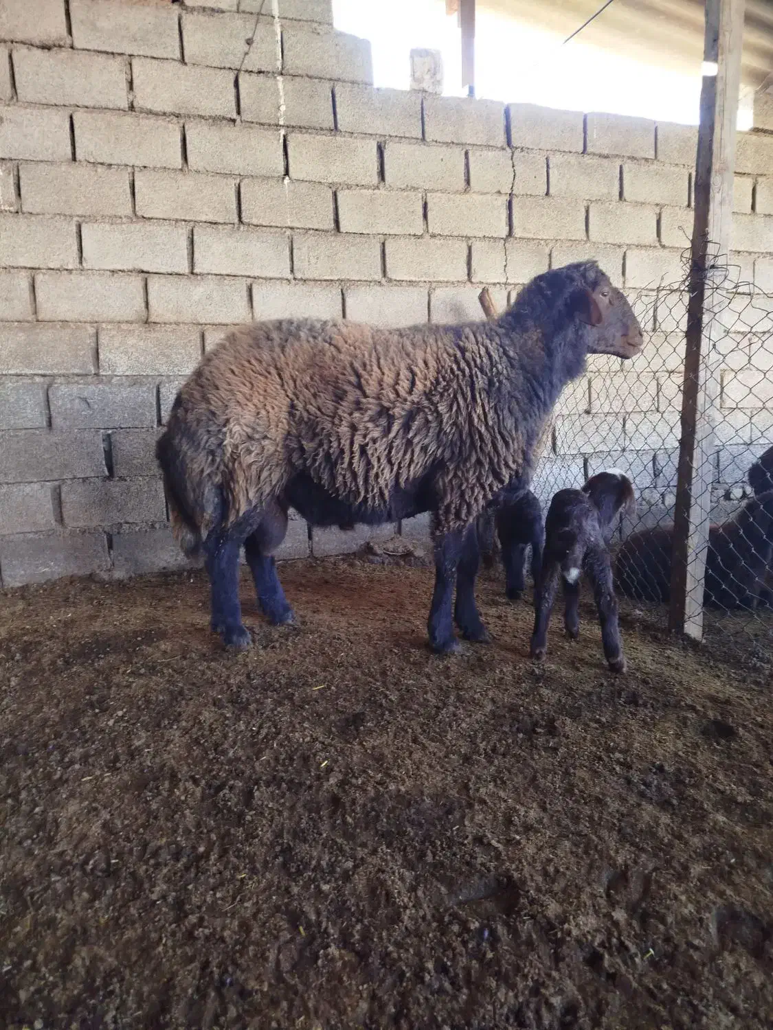 قوچ ، گوسفند|حیوانات مزرعه|سنگدوین, |دیوار