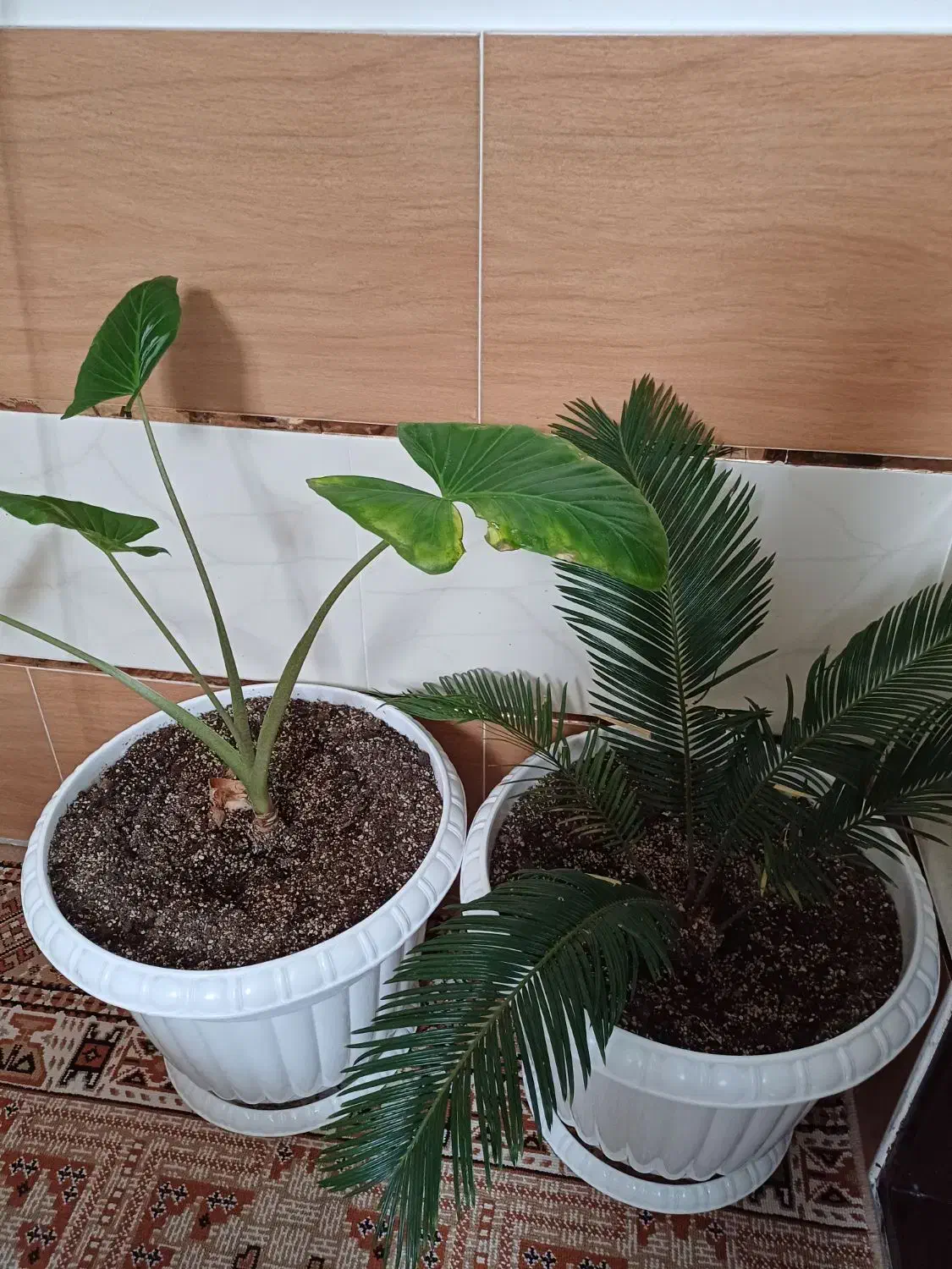 گل با گلدان|گل و گیاه طبیعی|زنجان, |دیوار