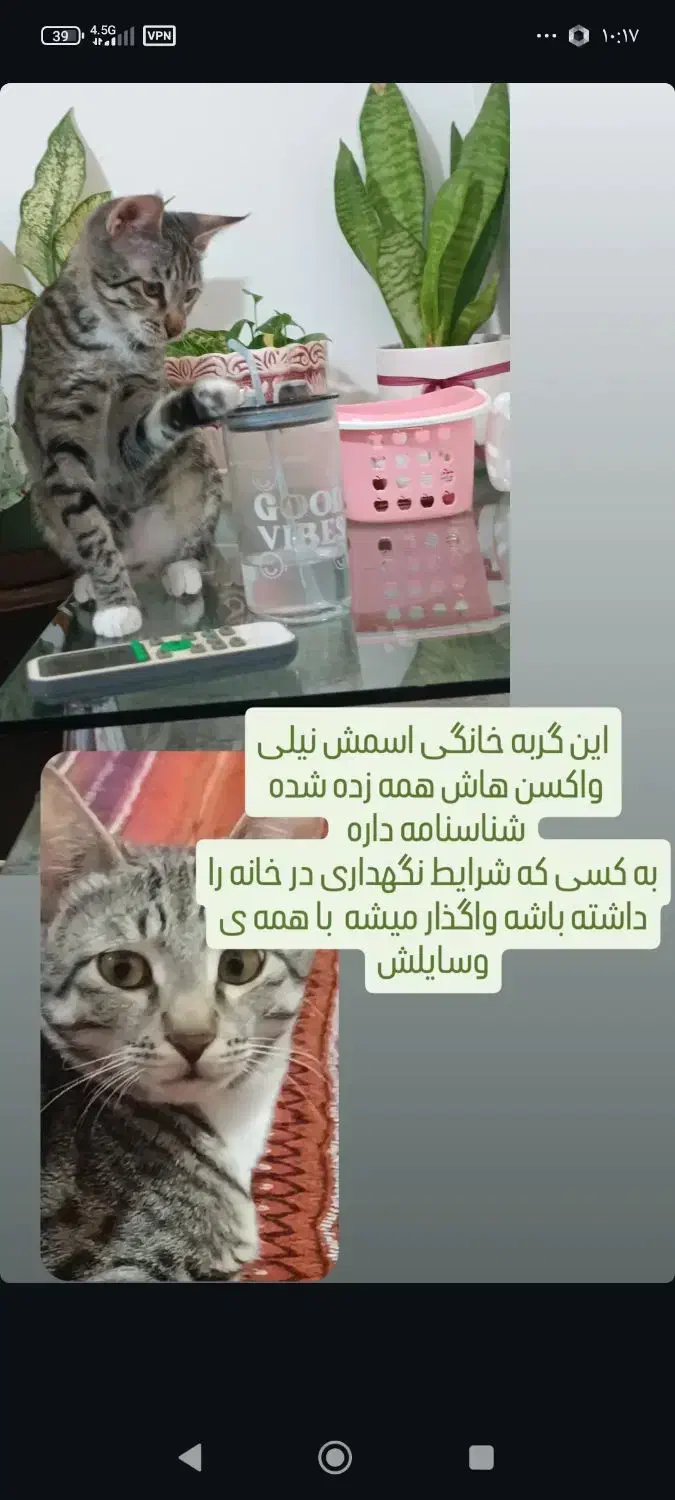 واگذاری گربه خانگی واکسن ها زده شده و شناسنامه دار|گربه|گنبد کاووس, |دیوار