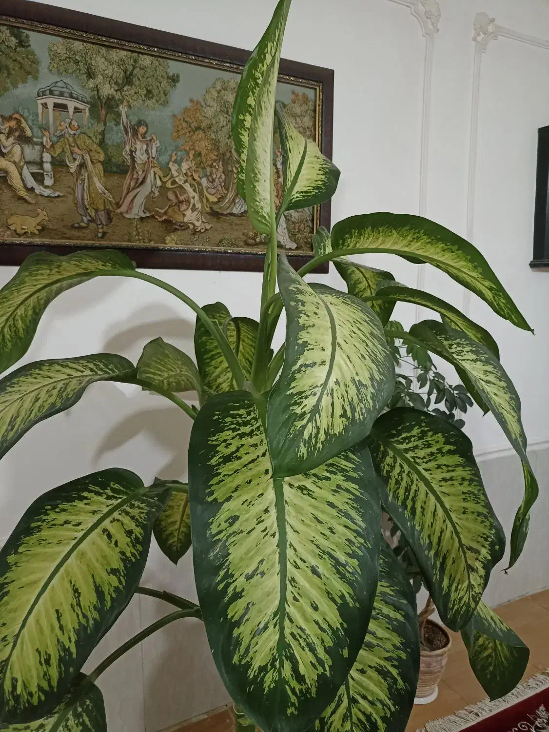 گل دیفن باخیا|گل و گیاه طبیعی|گلبهار, شهر جدید گلبهار|دیوار