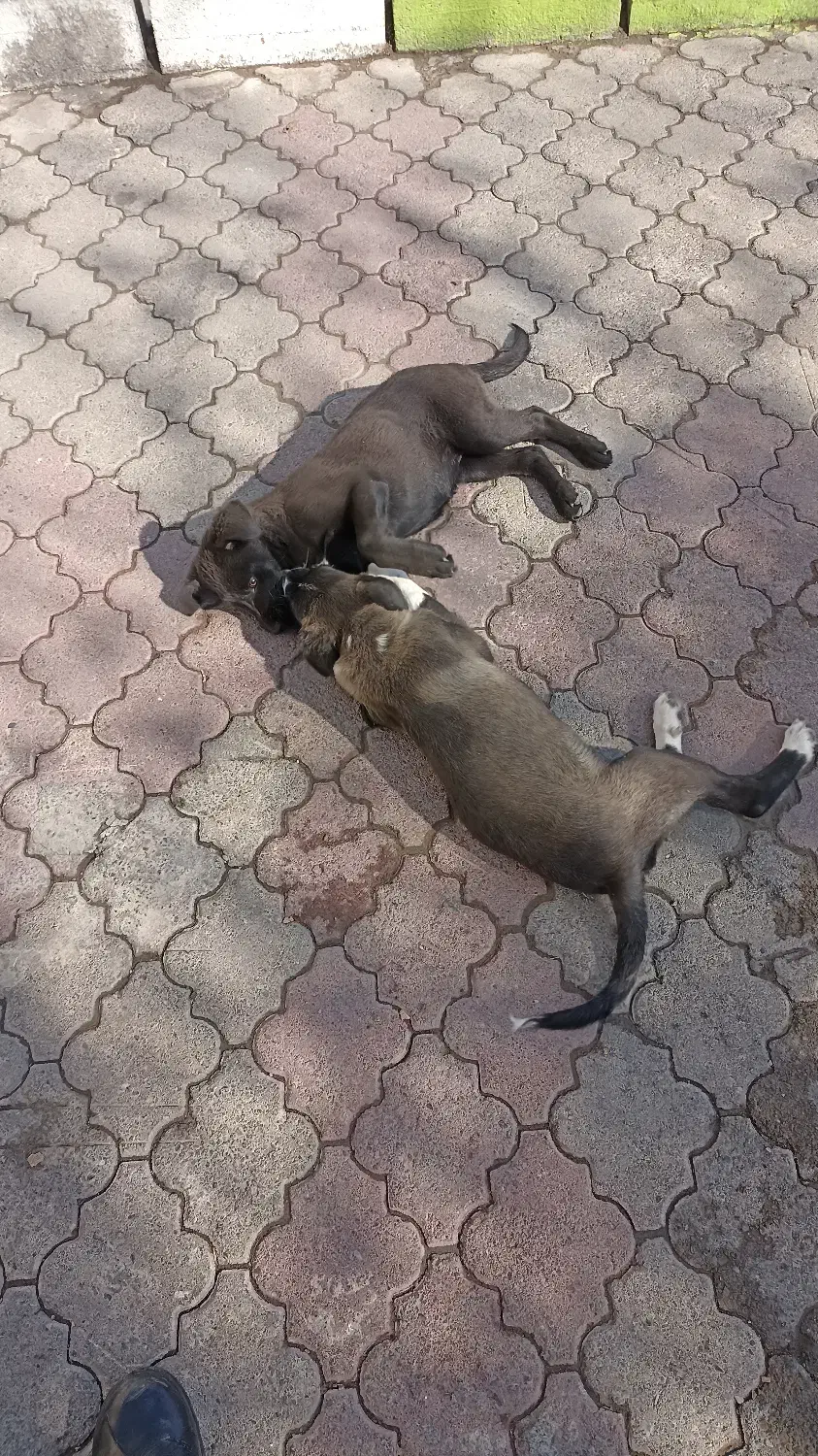 فروش تعدادی توله سگ|سگ|شبستر, |دیوار