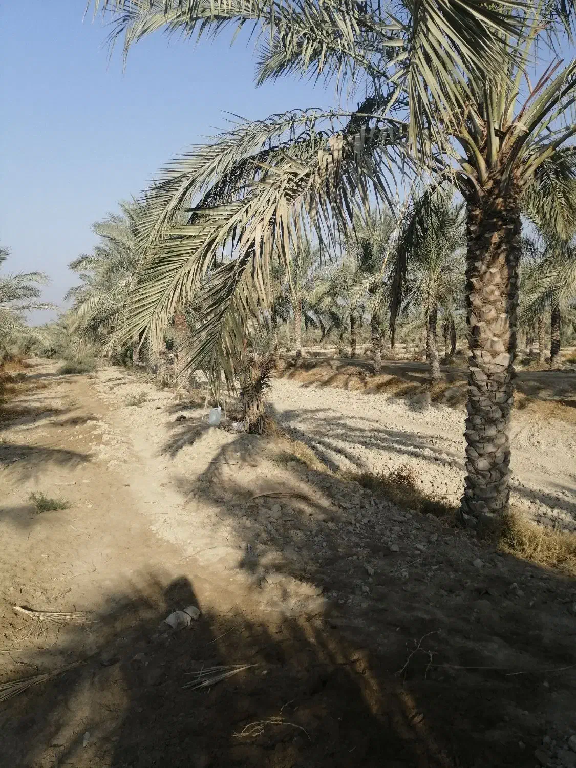 فروش نخل|گل و گیاه طبیعی|برازجان, |دیوار