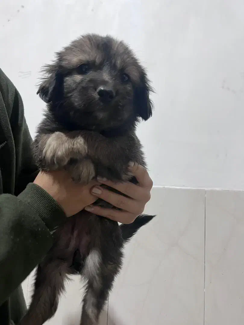 واگذاری توله اشپیتز|سگ|جهرم, |دیوار