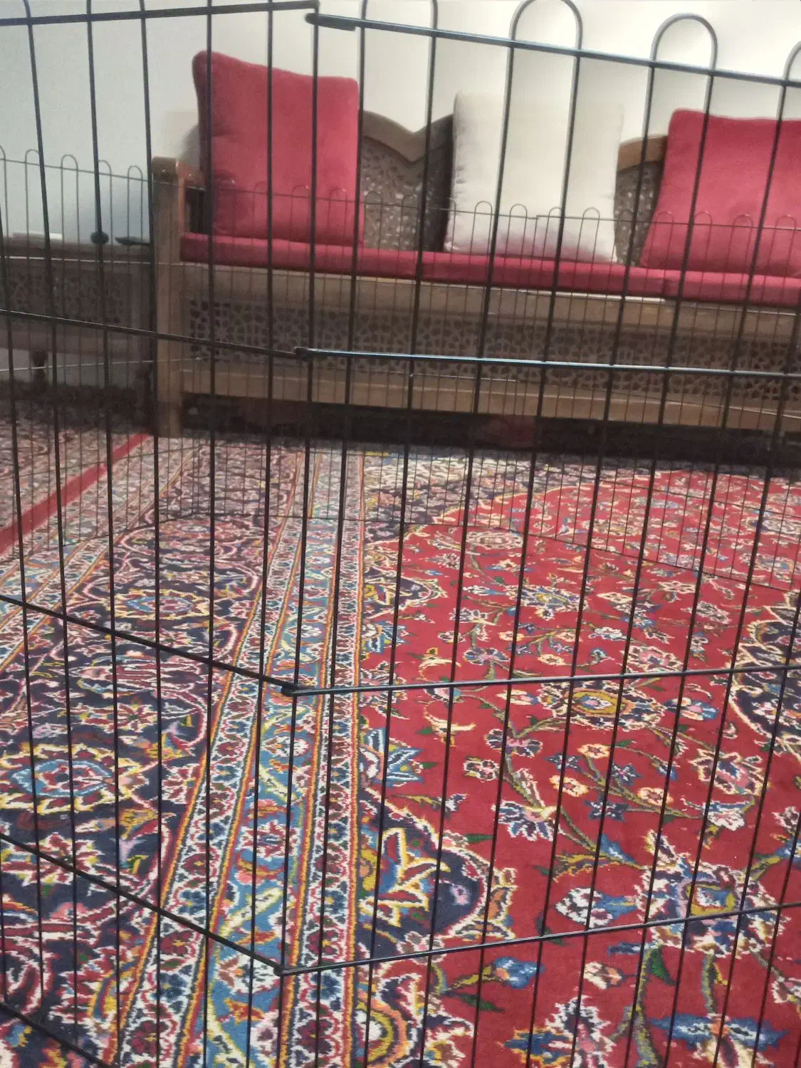 قفس بزرگ برای سگ ،خرگوش، گربه|لوازم جانبی حیوانات|شیراز, فرهنگ شهر|دیوار