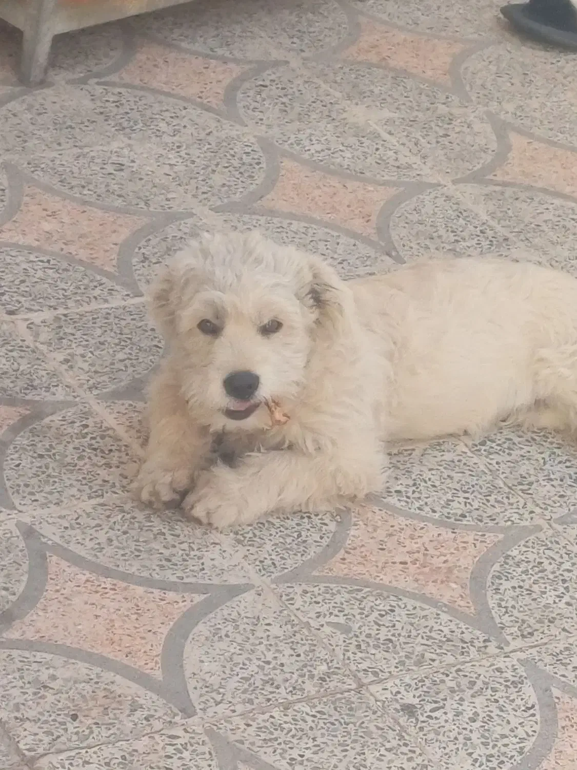 سگ پشمالو|سگ|خرمآباد, |دیوار