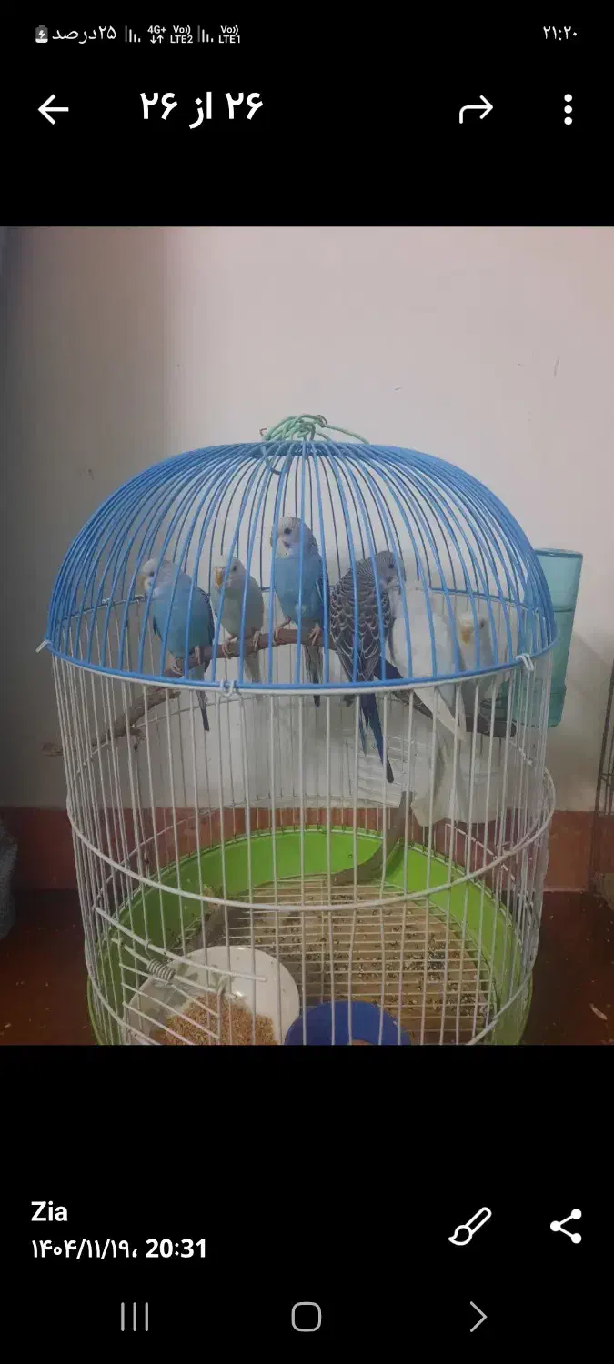 فروش مرغ عشق|پرنده|یزد, |دیوار