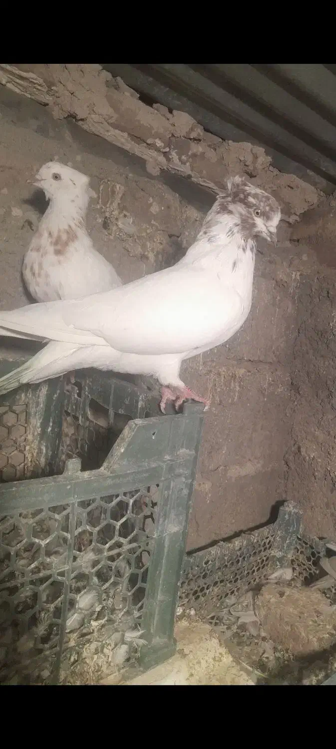 کبوتر|پرنده|بافت, |دیوار