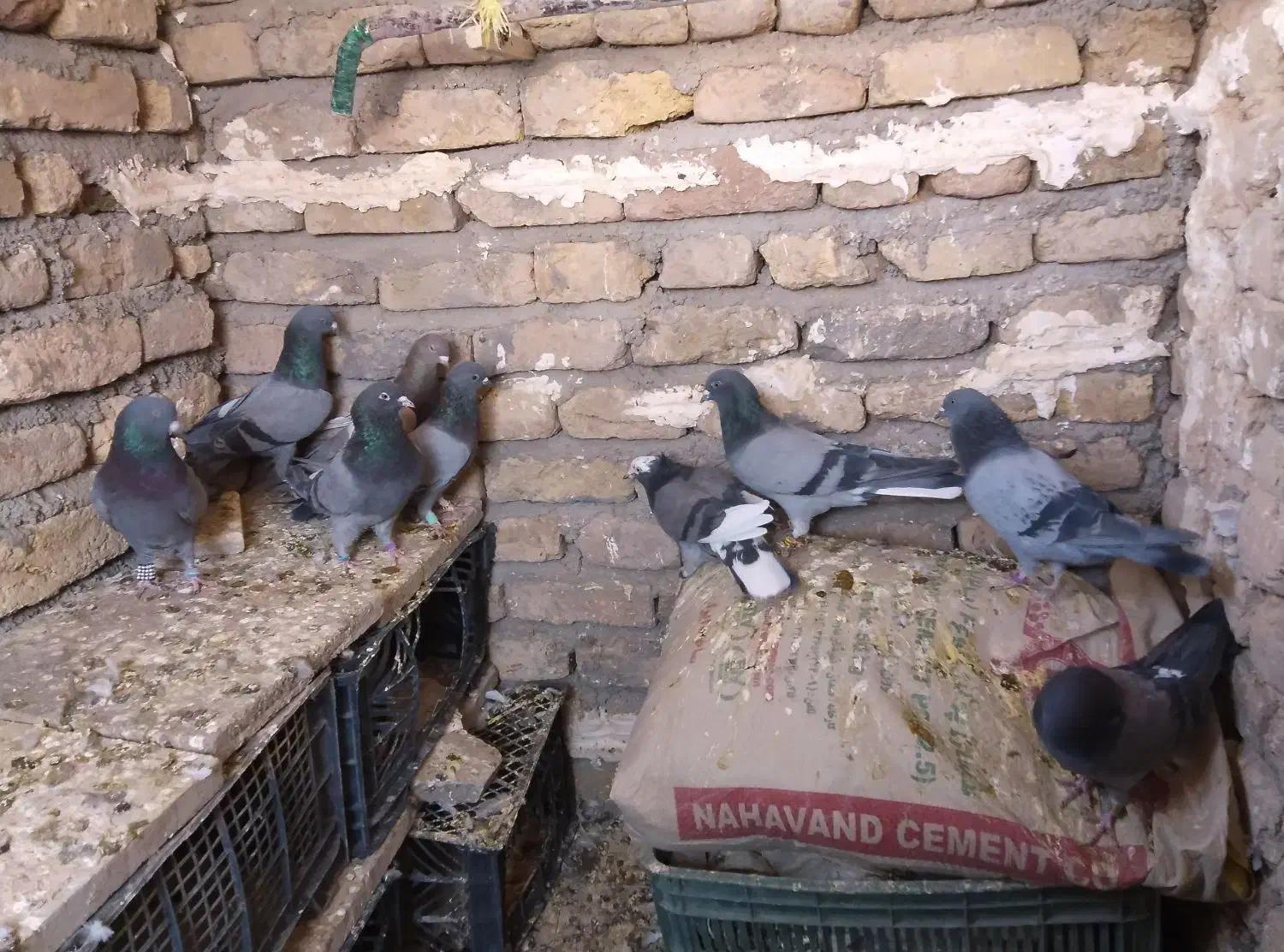 کبوتر|پرنده|گیان, |دیوار