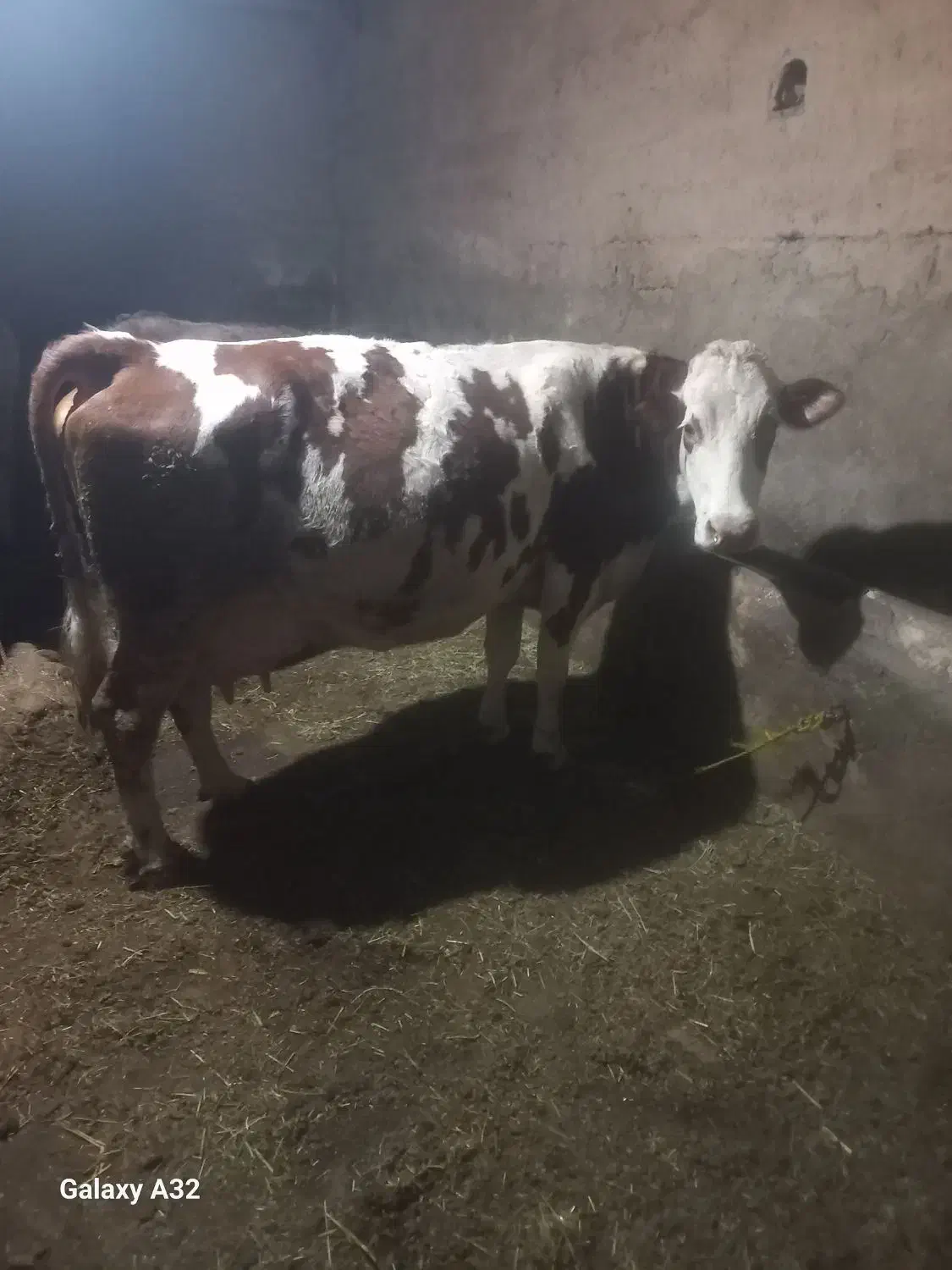 گاو شبری|حیوانات مزرعه|نظر کهریزی, |دیوار