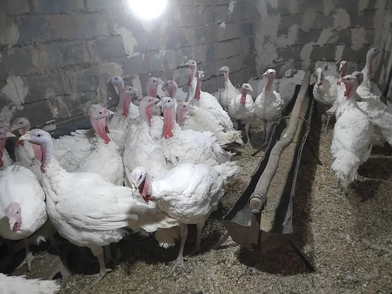 بقلمون گوشتی|حیوانات مزرعه|کوهسرخ, |دیوار