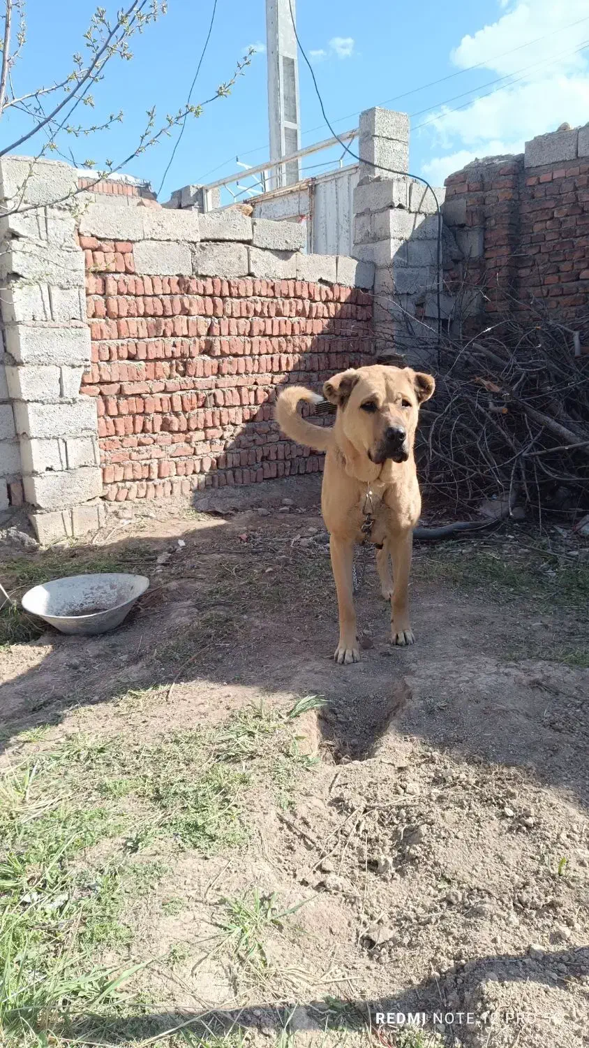 ماده شکم طلا|سگ|سرعین, |دیوار