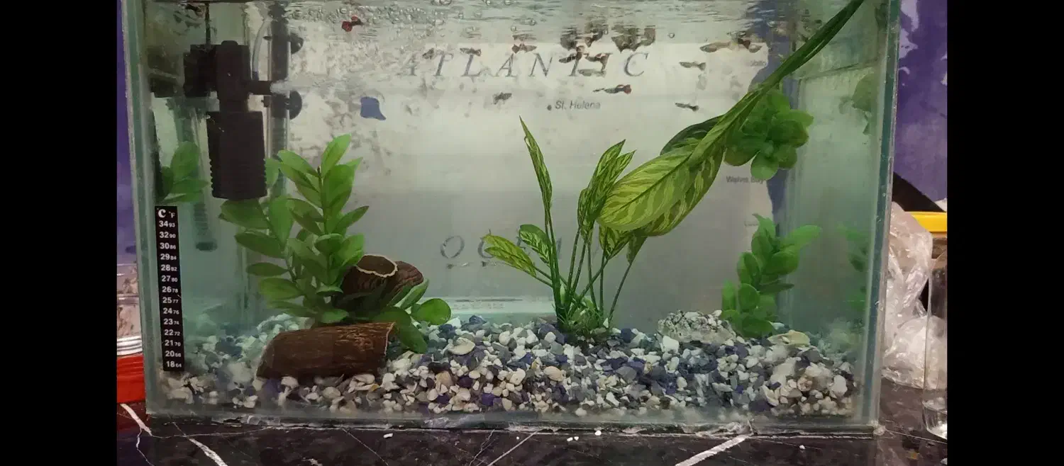 آکواریم با تمام تجهیزات اکوسیستم فعال|ماهی|فردیس, طالقانی|دیوار