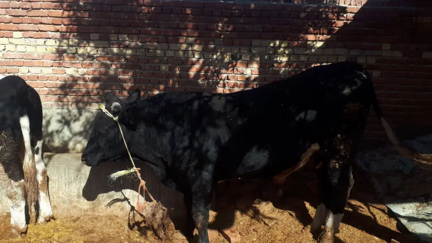 گاو نر|حیوانات مزرعه|گل تپه, |دیوار