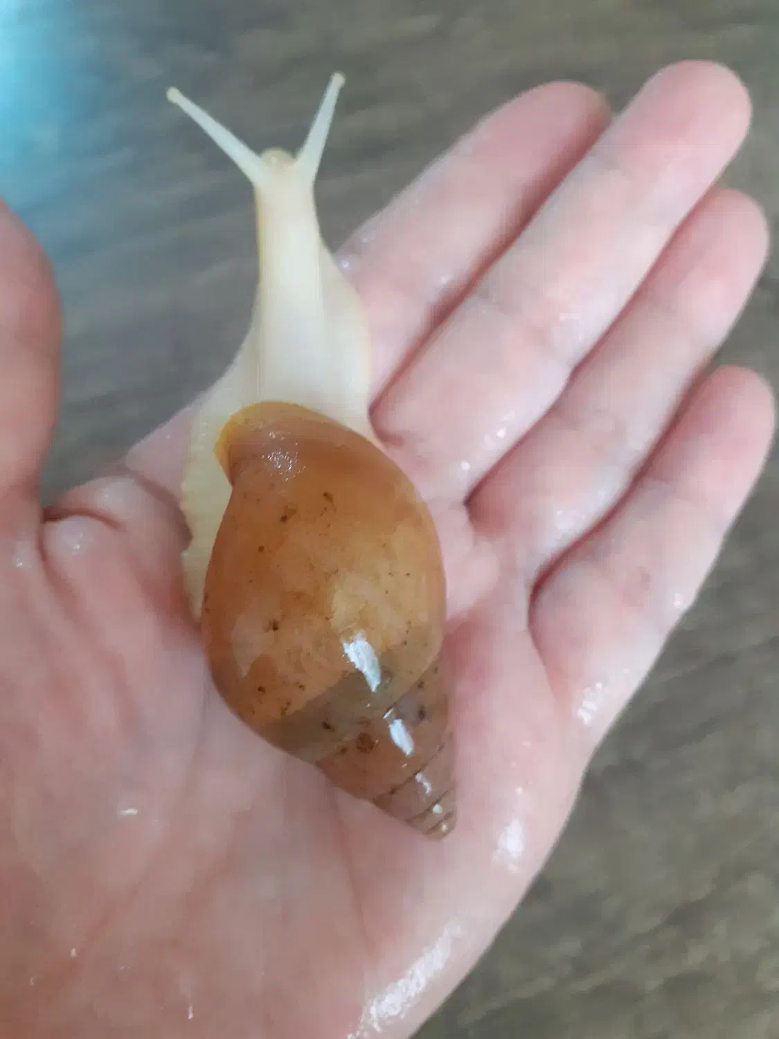 حلزون آچاتینا|خزنده|قزوین, |دیوار