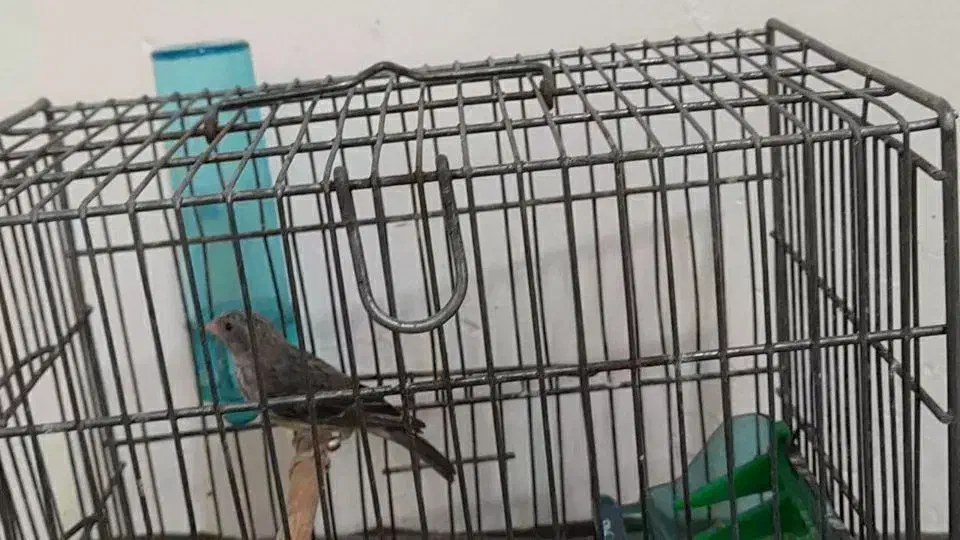 پرنده|حیوانات|کرج, احدآباد|دیوار