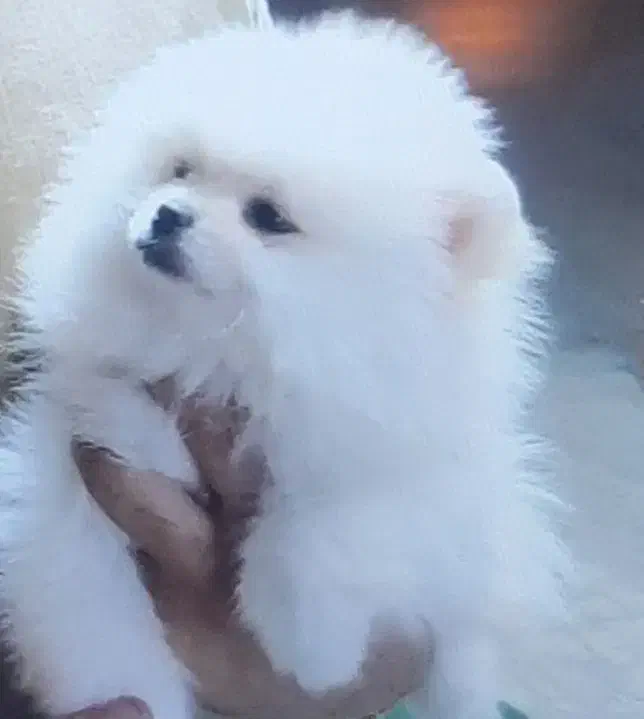 توله پامرانین نر خرسی اصیل ۲ماهه|سگ|کرمانشاه, |دیوار