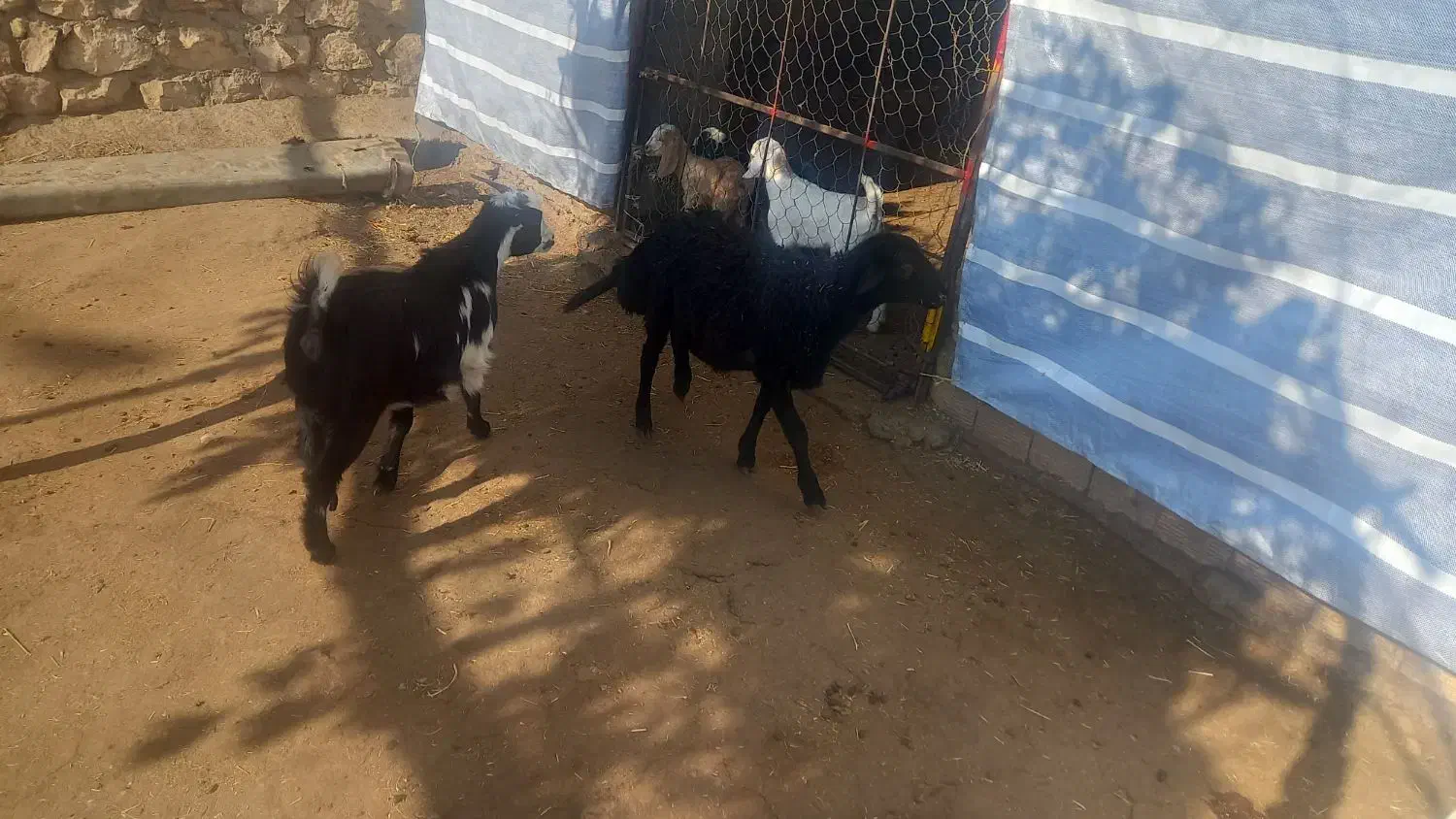 یک عدد بره ماده با بزغاله ماده|حیوانات مزرعه|ویسیان, |دیوار