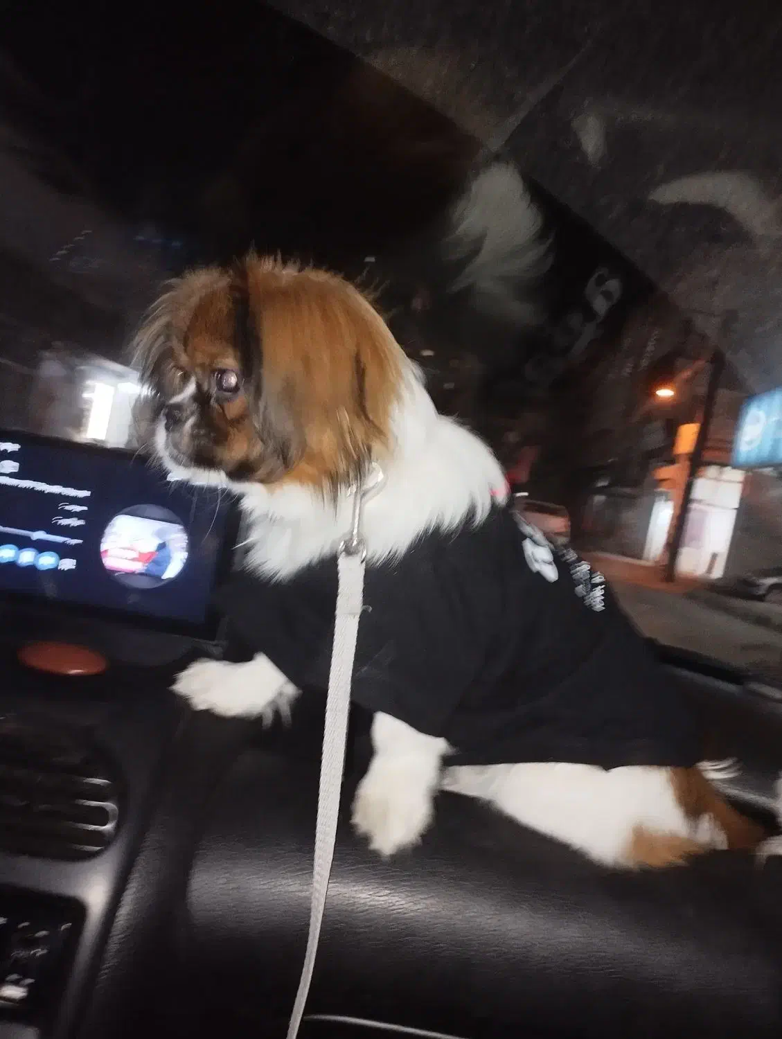 سگ نژاد پیکینیز|سگ|آستارا, |دیوار