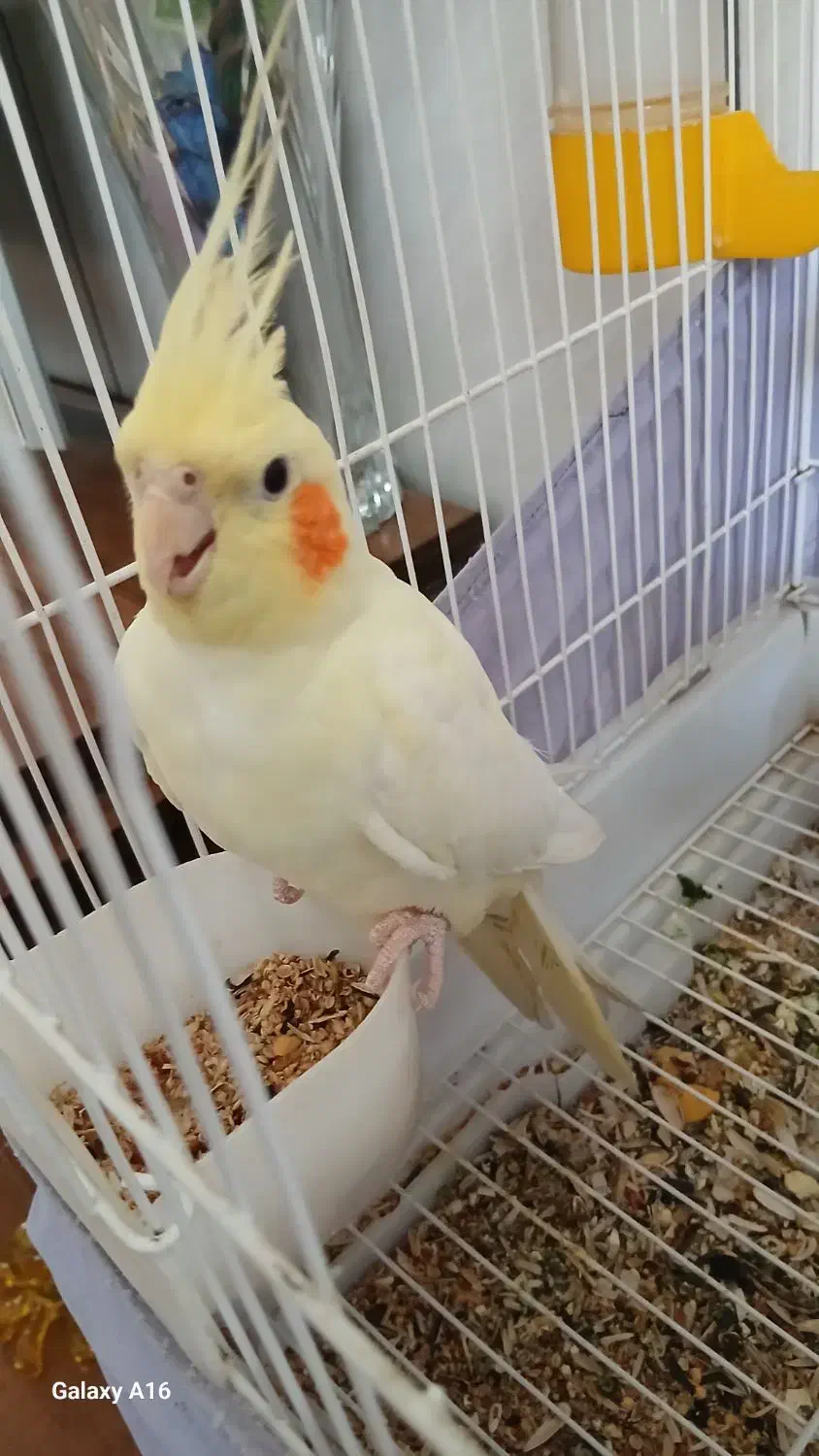 عروس هلندی لوتینو نر چشم شرابی|پرنده|لاران, |دیوار