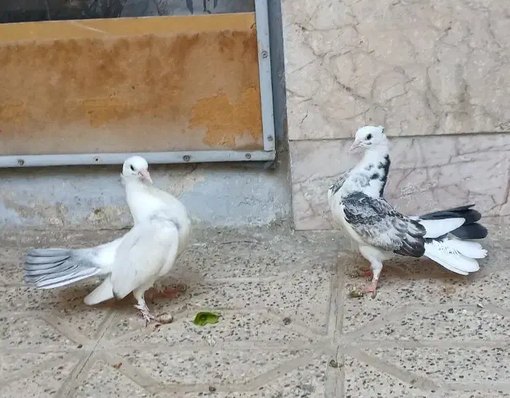 دم چتری انگلیسی|پرنده|مشهد, کارمندان دوم|دیوار